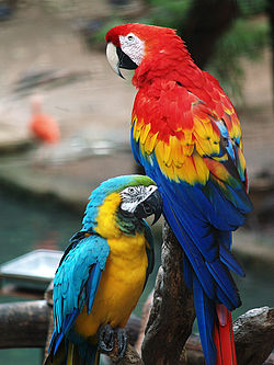 250px-Scarlet_Macaw_and_Blue-and-gold_Macaw